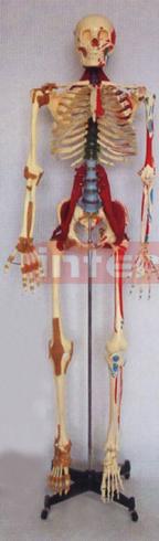 168 CM TALL, MULTI-FUNCTION DEMONSTRATING, HUMAN SKELETAL TORSO MODEL